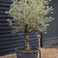 Olive Tree | Olea Europea - Specimen - Straight - Trunk height 60cm - Height 190cm - Girth 55cm - 160lt