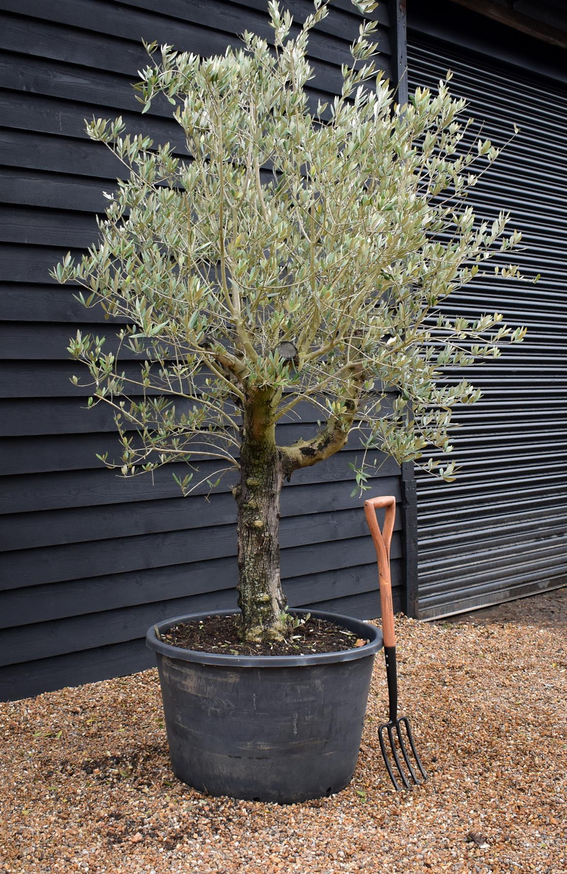 Olive Tree | Olea Europea - Specimen - Straight - Trunk height 60cm - Height 190cm - Girth 55cm - 160lt