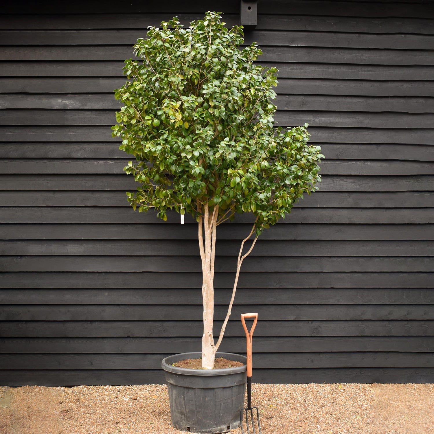 Camellia Japonica  |  Japanese Camellia (Pink) - Multistem - Height 300-400cm -150-180lt