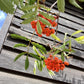 Sorbus aucuparia Asplenifolia Mountain Ash - Clear Stem - Standard - Girth 10-12cm - Height 400-420cm - 70lt