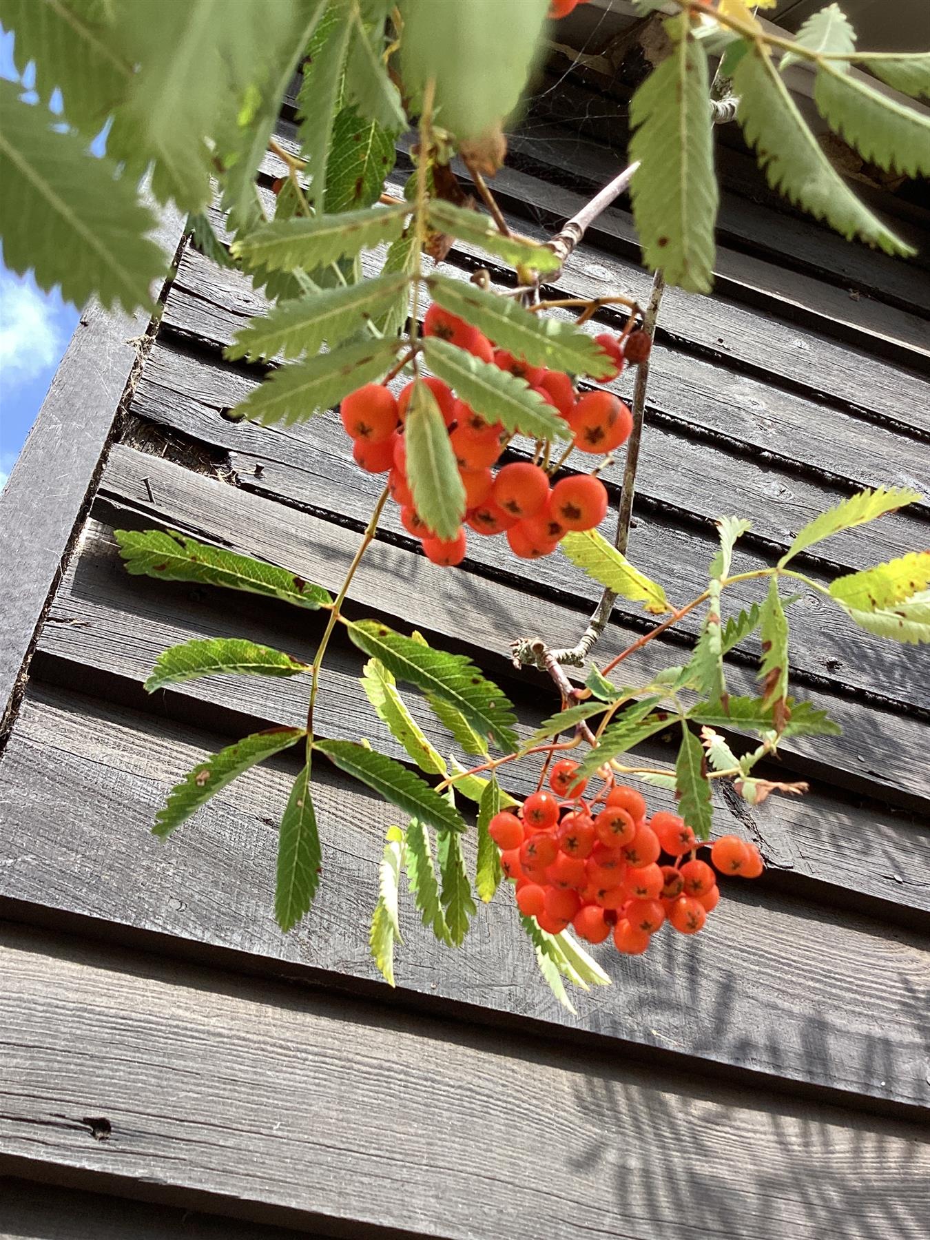 Sorbus aucuparia Asplenifolia Mountain Ash - Clear Stem - Standard - Girth 10-12cm - Height 400-420cm - 70lt