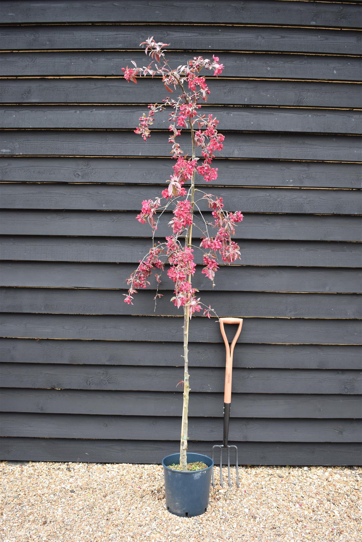 Malus Crimson Cascade | Purple Weeping Crab Apple Tree - 200-250cm, 10lt