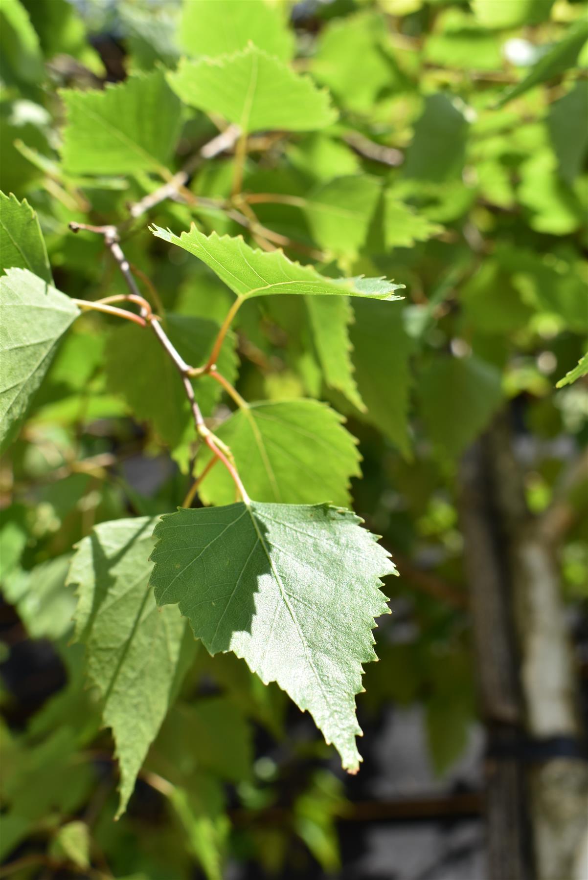 Betula alba | Silver Birch - Single Stem - Girth 10-12cm - Height 450-500cm - 70lt