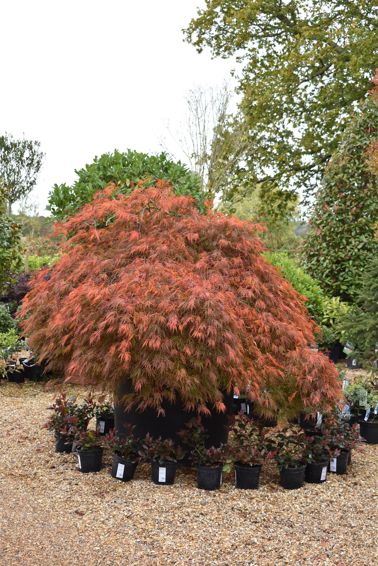 Acer palmatum 'Dissectum Atropurpureum' | Purple Threadleaf Japanese maple - Girth 32cm - 200-220cm - 375lt