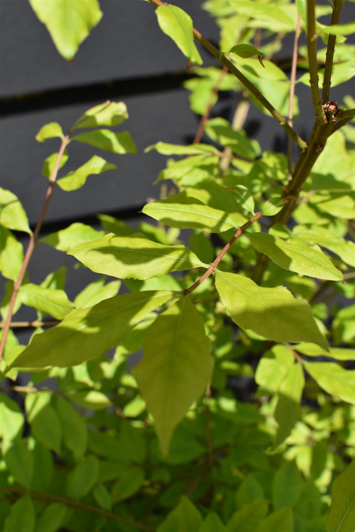 Euonymus alatus | Winged Spindle Tree - 100-130cm, 20lt