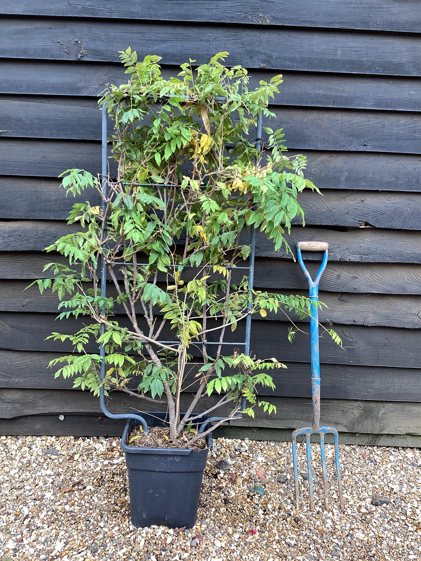 Wisteria | Chinese wisteria - Purple Flower - Frame/Espalier - Height 110cm Width 50cm - 18lt