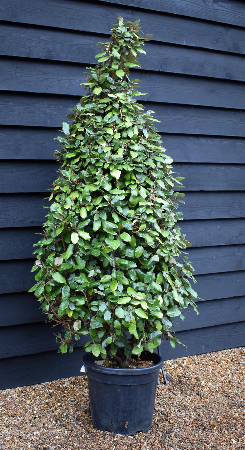 Elaeagnus ebbingei Compacta Pyramid - 150cm, 20lt