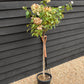 Hydrangea paniculata 'Limelight' - Stem 100cm - Height 170-180cm - 15lt