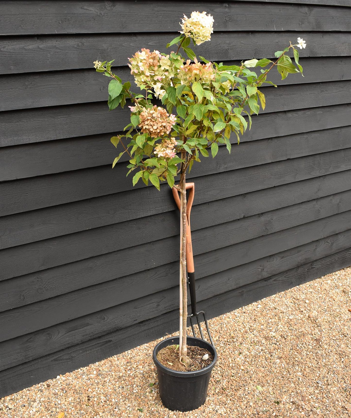 Hydrangea paniculata 'Limelight' - Stem 100cm - Height 170-180cm - 15lt