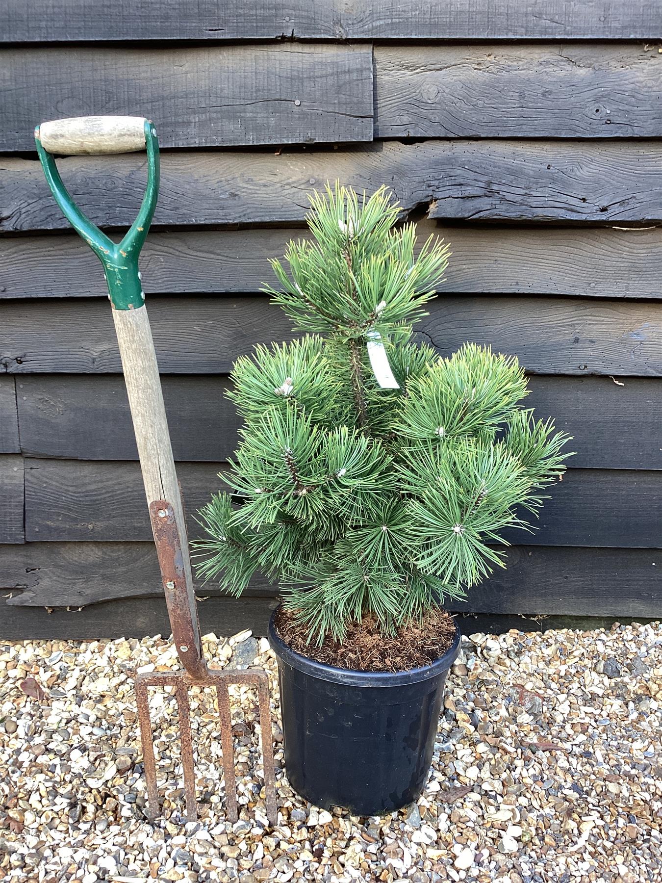 Pinus Mugo La Cabana | La Cabana Mugo Pine - Height 75cm - Width 50-60cm - 15