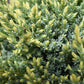 Juniperus squamata 'Holger' | Holger Flaky Juniper- Height 30-40cm - Width 30cm - 8lt