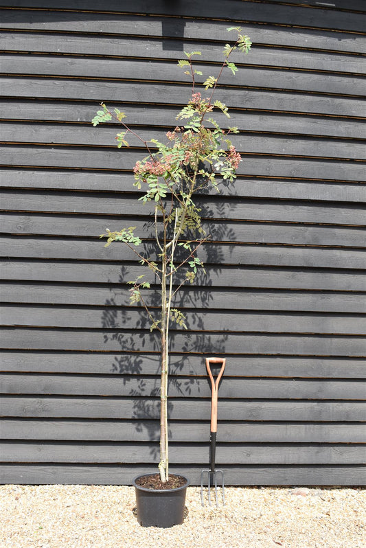 Sorbus pseudohupehensis 'Pink Pagoda' | Chinese Mountain Ash - 220-250cm, 20lt