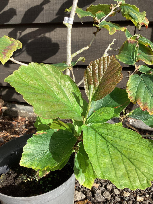 Hamamelis Intermedia 'Diane' - 50-60cm, 10lt