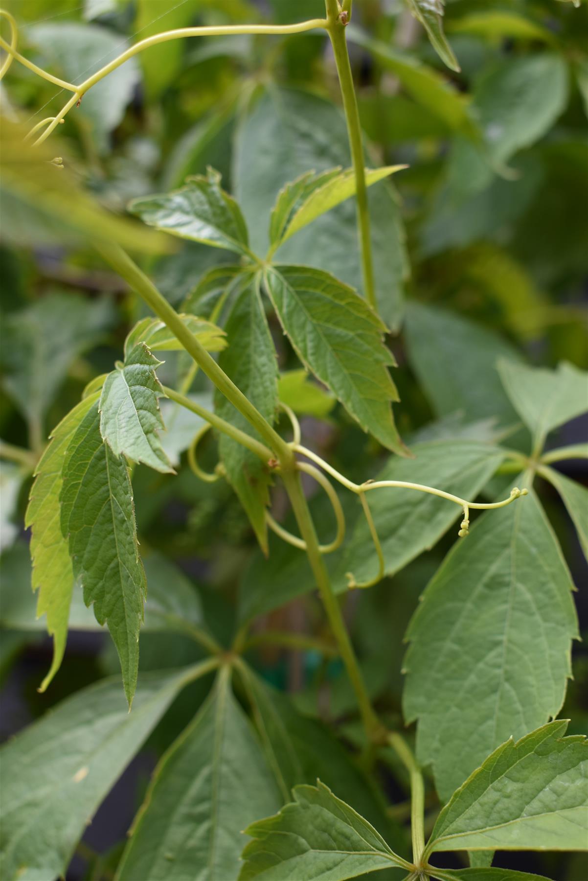 Parthenocissus quinquefolia | American Ivy | Virginia Creeper- 150cm- 3lt