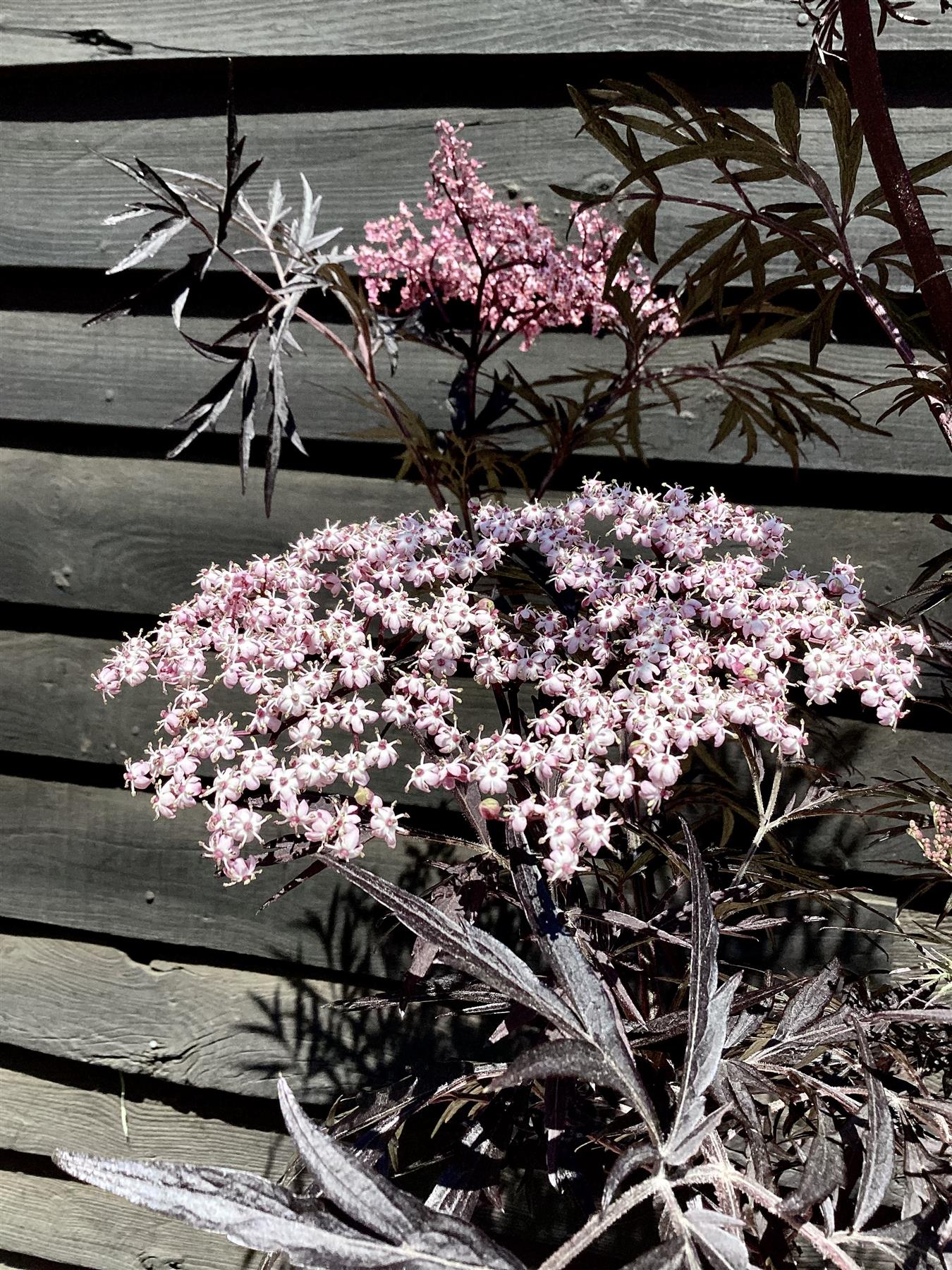 Sambucus nigra Black Lace | Elder 'Eva' - 160-180cm - 12lt