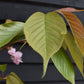 Prunus 'Kanzan' Standard | Cherry ‘Kanzan’ - Clear Stem - Standard - Girth 8-10cm - Height 290-310cm - 70lt