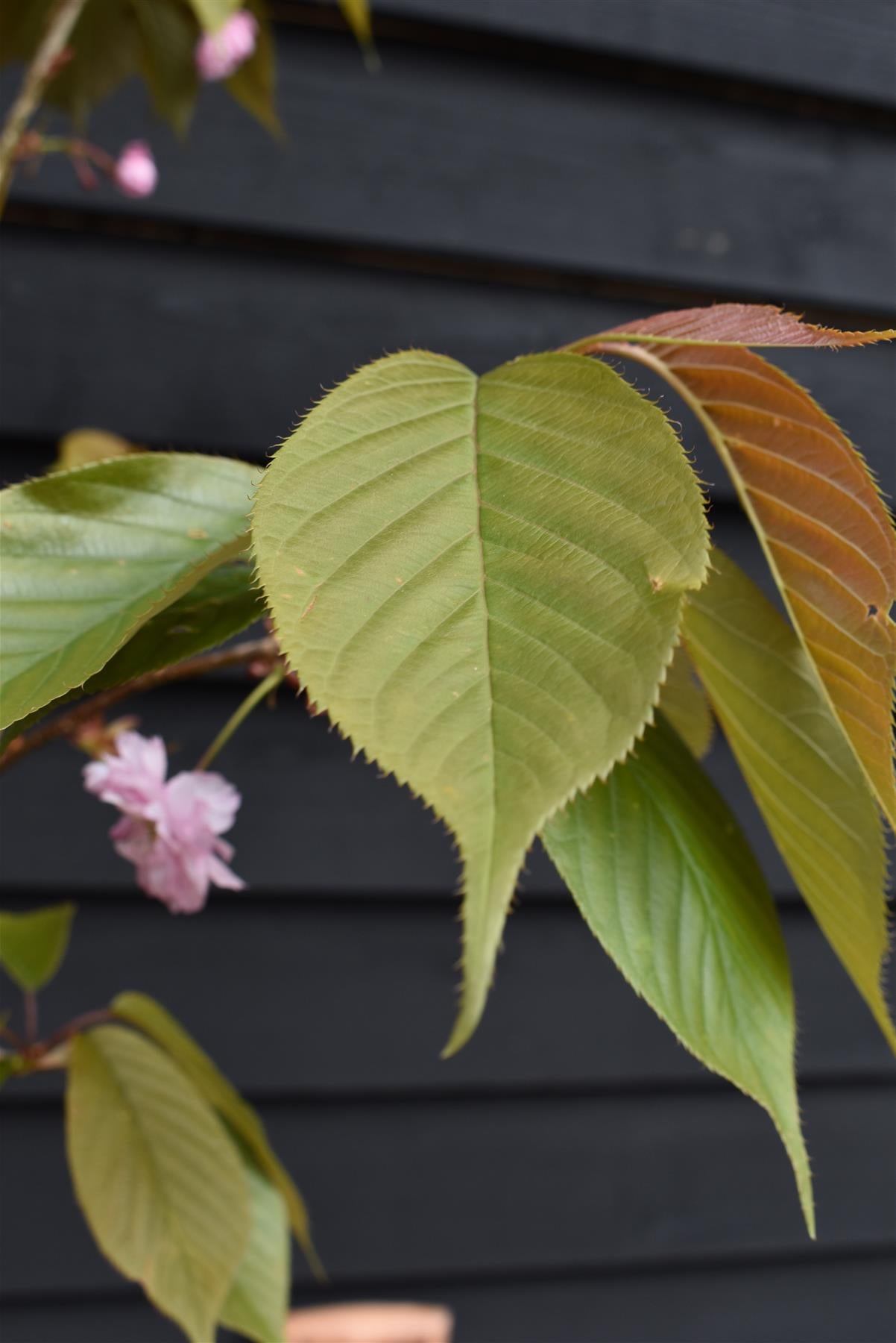 Prunus 'Kanzan' Standard | Cherry ‘Kanzan’ - Clear Stem - Standard - Girth 8-10cm - Height 290-310cm - 70lt