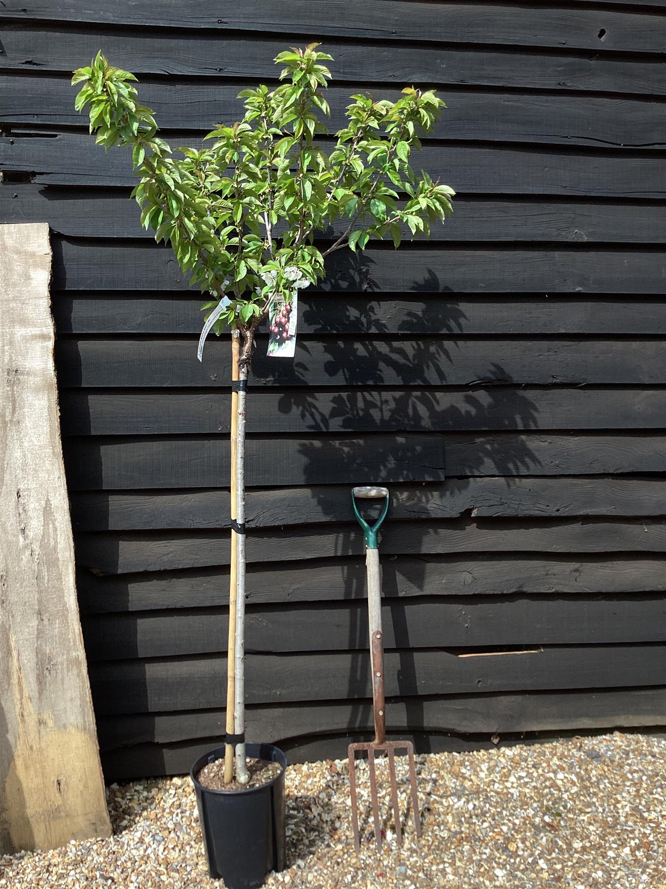 Cherry tree 'Burlat' | Prunus avium 'Bigarreau Burlat'  - 100-120cm - 10lt