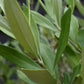 Olive Tree | Olea Europea - Clear Stem - Half Standard - Height 160-170cm - 30lt