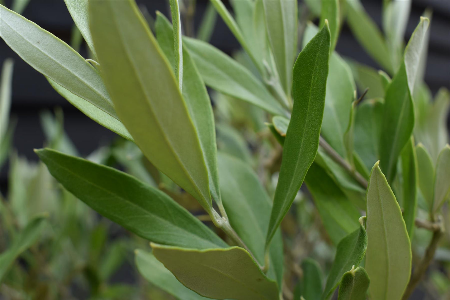 Olive Tree | Olea Europea - Clear Stem - Half Standard - Height 160-170cm - 30lt