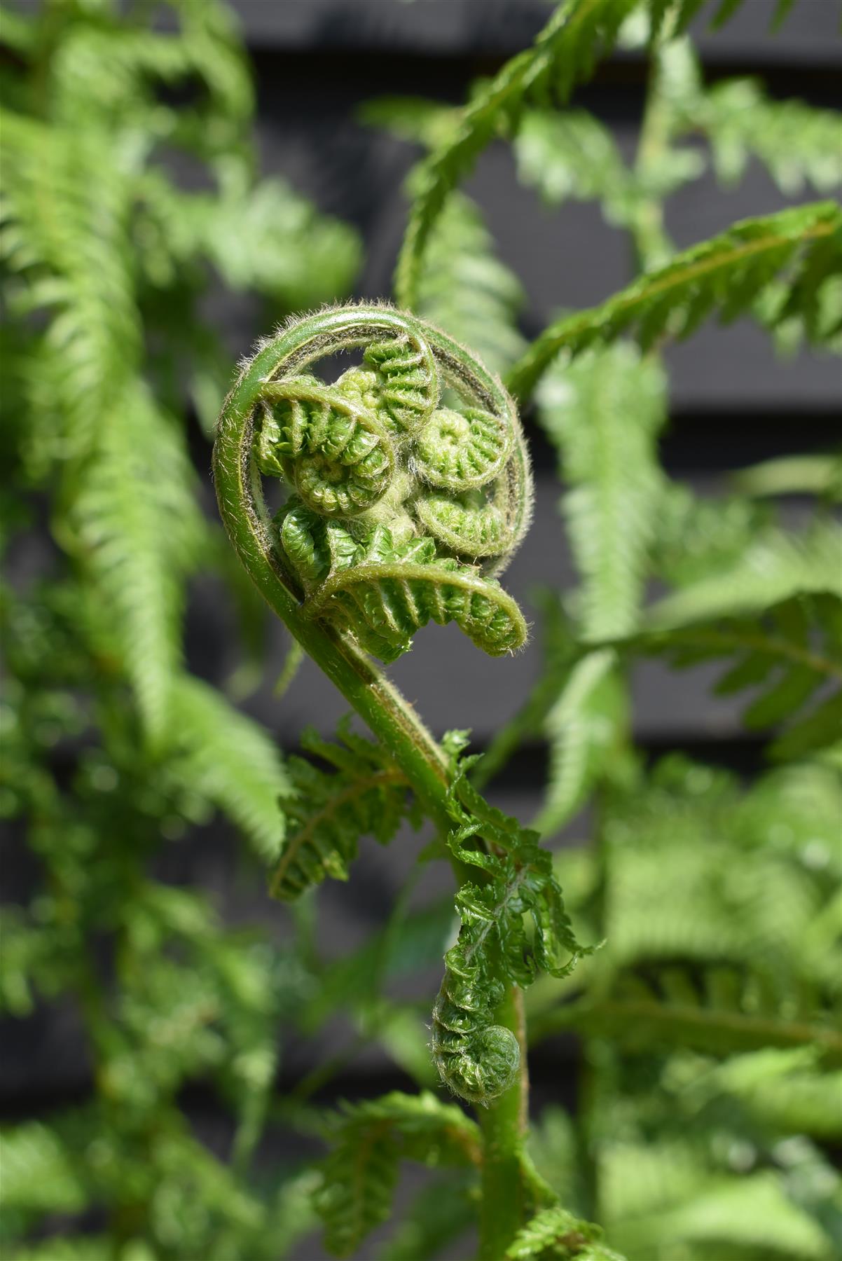 Dicksonia antarctica | Australian tree fern - 140-160cm - 30lt