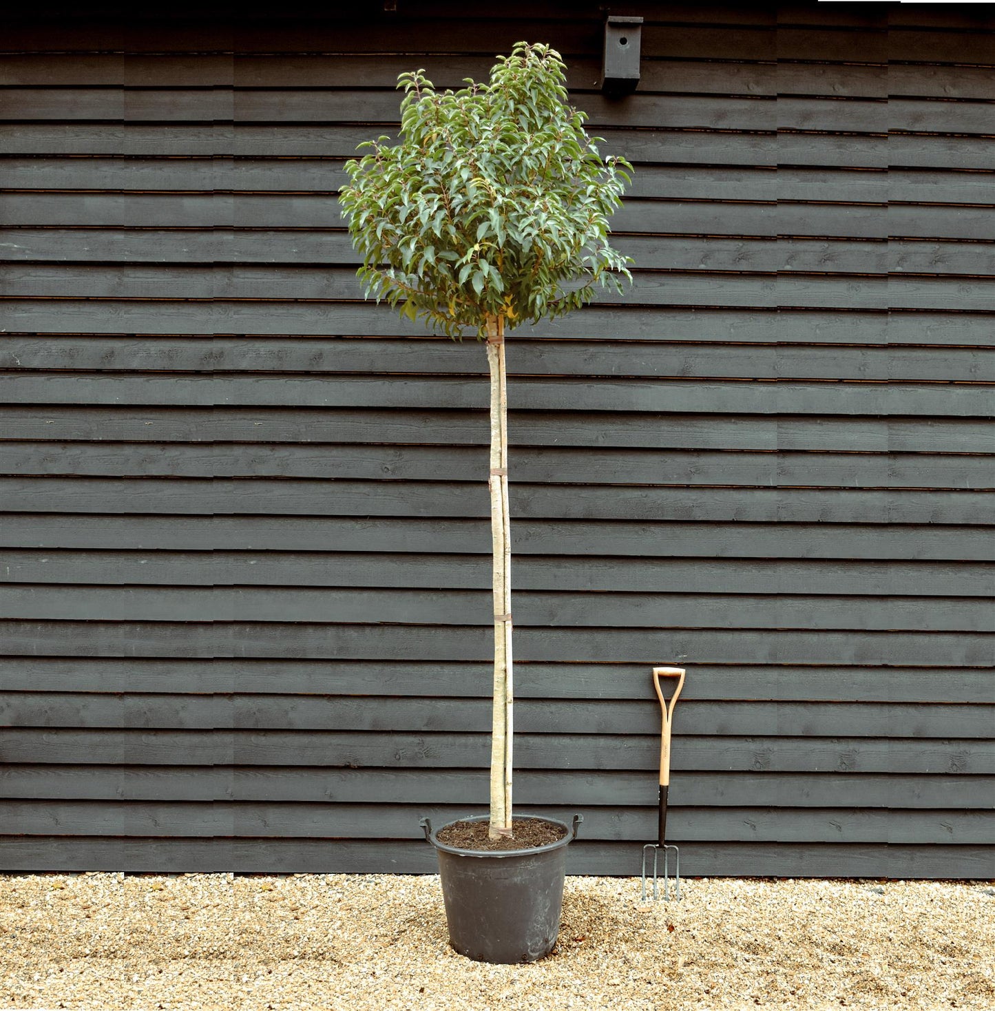 Portuguese Laurel Tree | Prunus Lusitanica - Clear Stem - Girth 12-14cm - Height - 260-280cm - 70lt