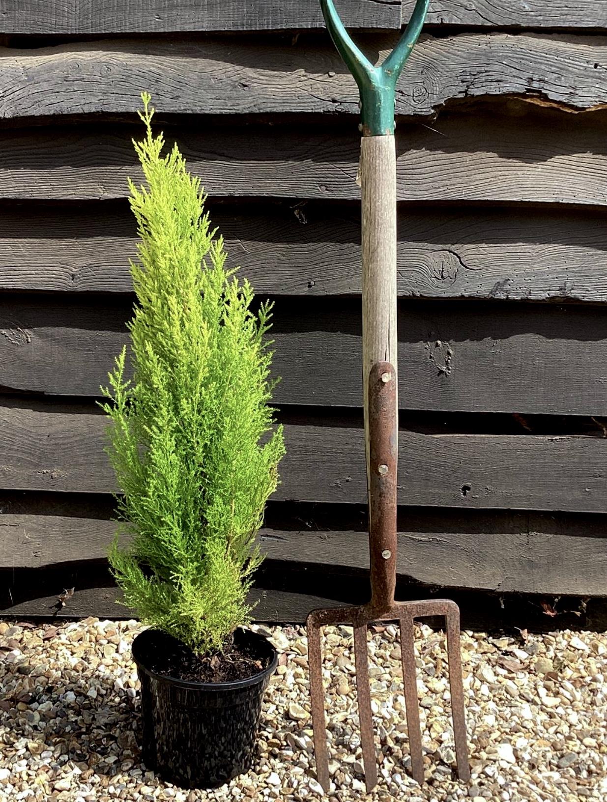 Cupressus macrocarpa 'Goldcrest Wilma' - 55-60cm - 3lt