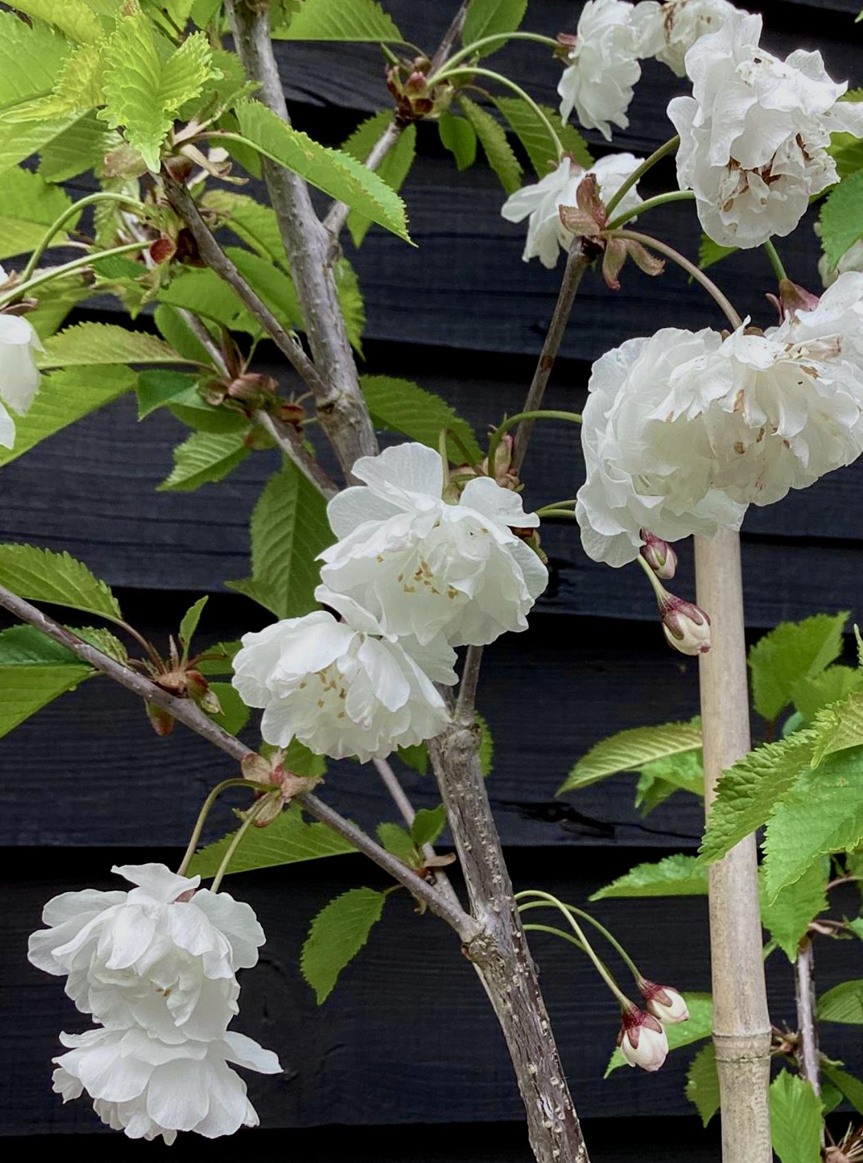 Prunus Avium Plena | Wild Cherry Tree, Clear Stem - 170-200cm, 10lt