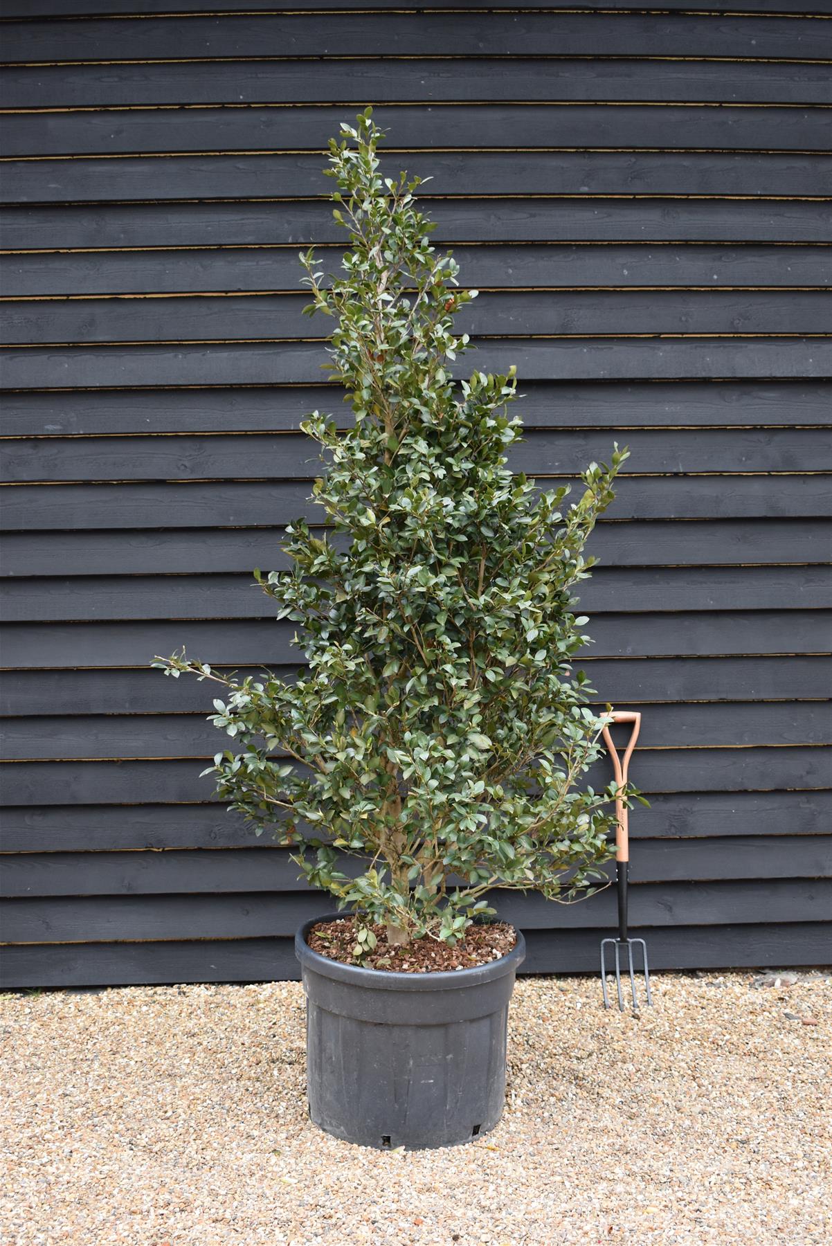 Camellia sasanqua - Bush - Large Shrub - White - Height 220-230cm - 110lt