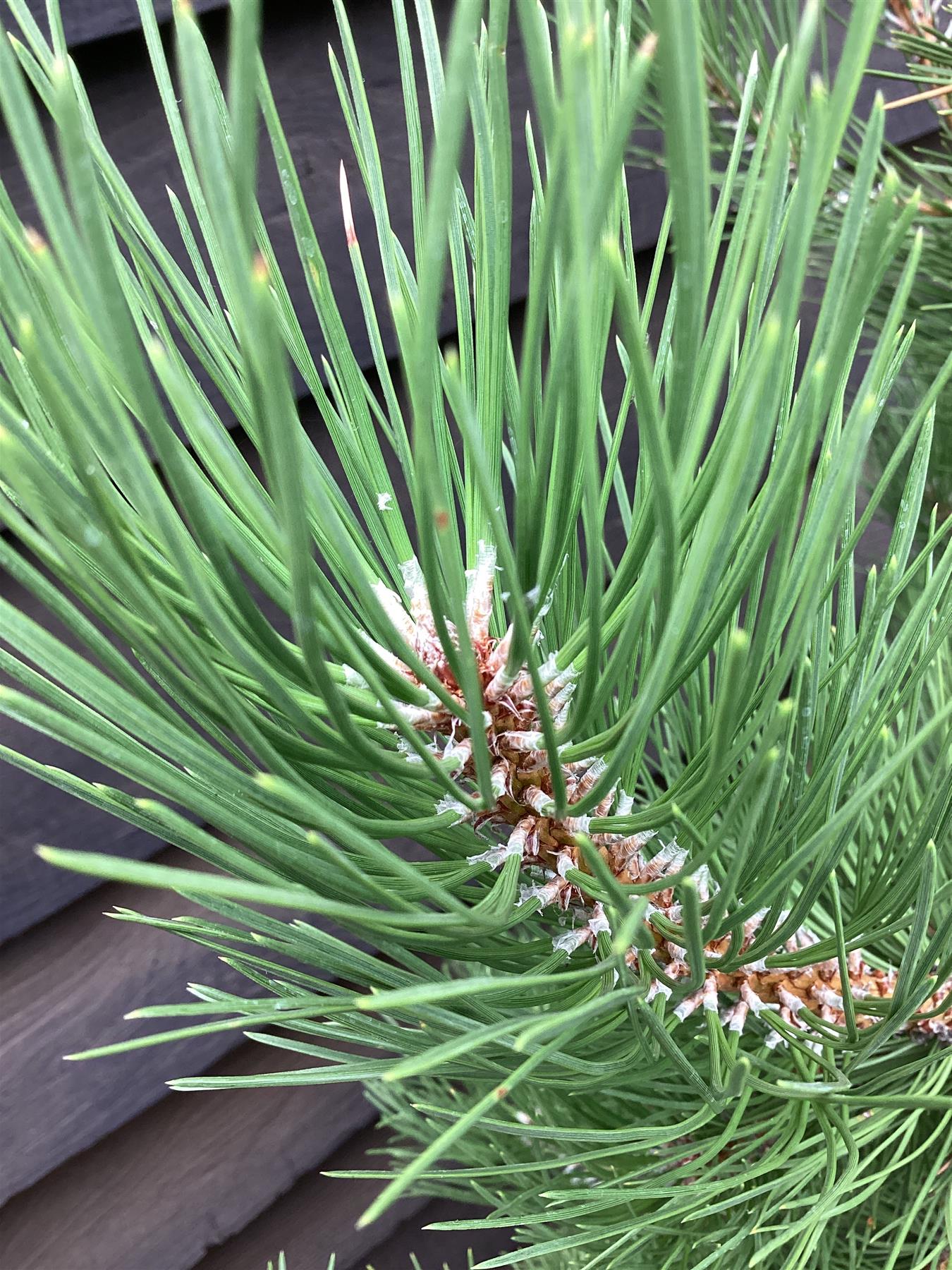 Pinus nigra | Austrian pine - 15lt