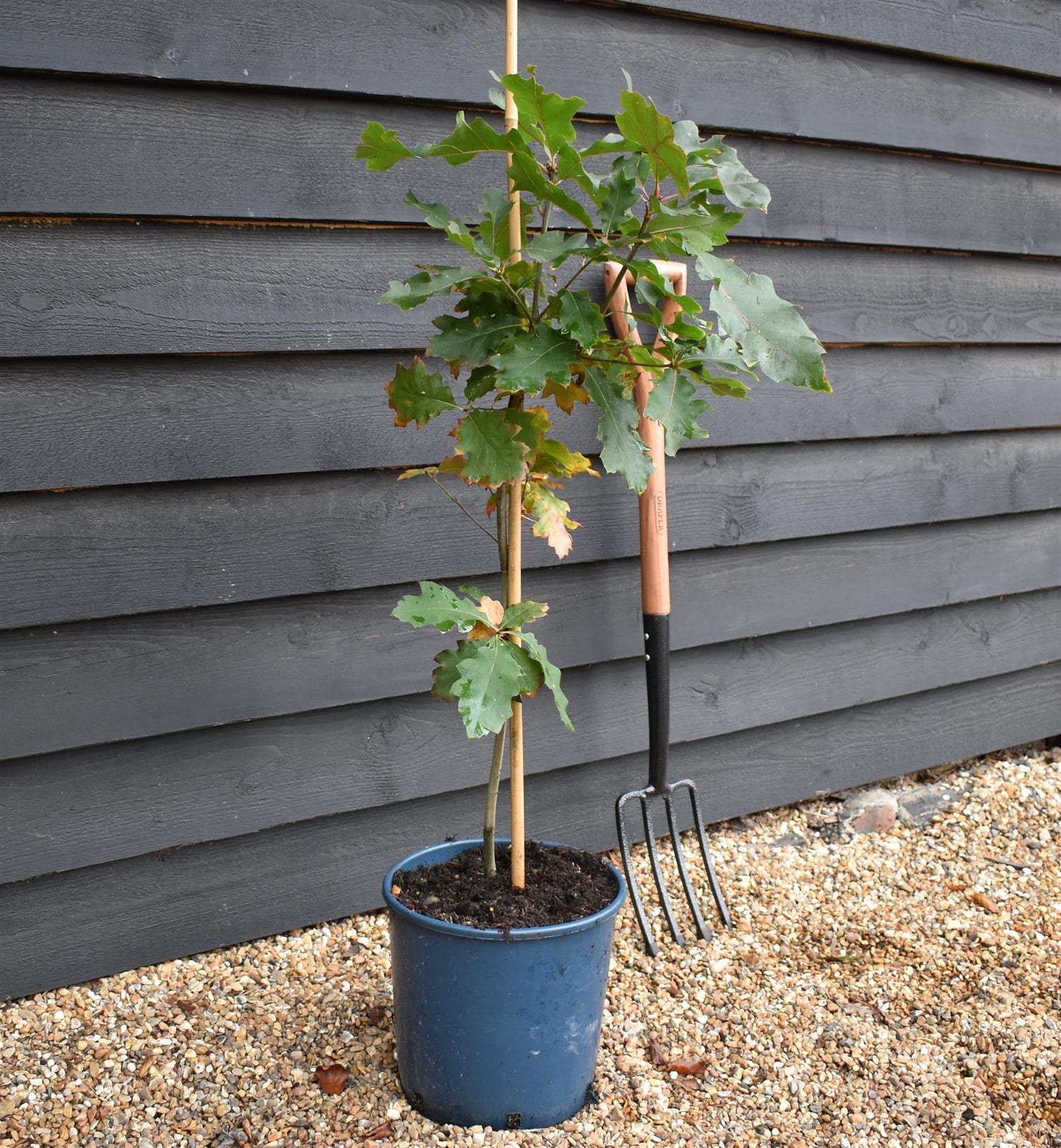 Red Oak | Quercus rubra - 2-3 year old - Height 100-120cm - 10lt