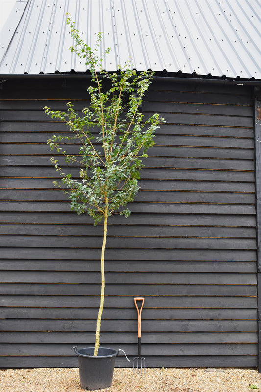 Field Maple | Acer campestre - Height 300-350cm - Girth 12-14cm - 30-50lt