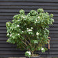 Cornus kousa 'China Girl' | Dogwood  - Bush - Large Shrub - Height 160-180cm - 90lt