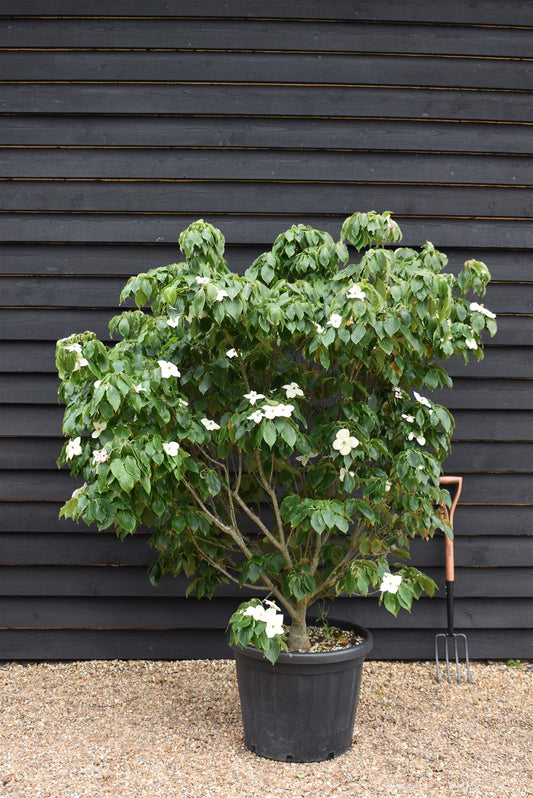 Cornus kousa 'China Girl' | Dogwood  - Bush - Large Shrub - Height 160-180cm - 90lt