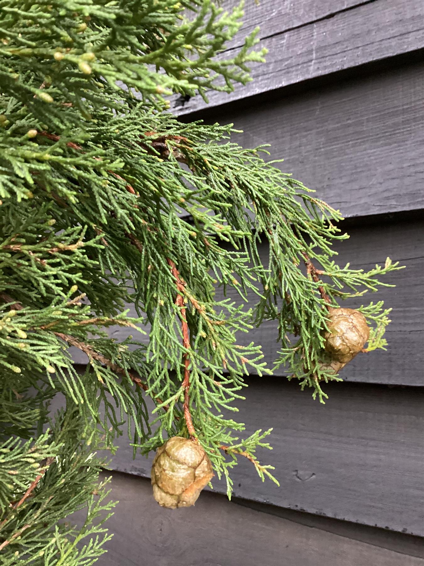 Cupressus sempervirens Totem | Italian Cypress 'Totem' - 175-225cm, 50lt