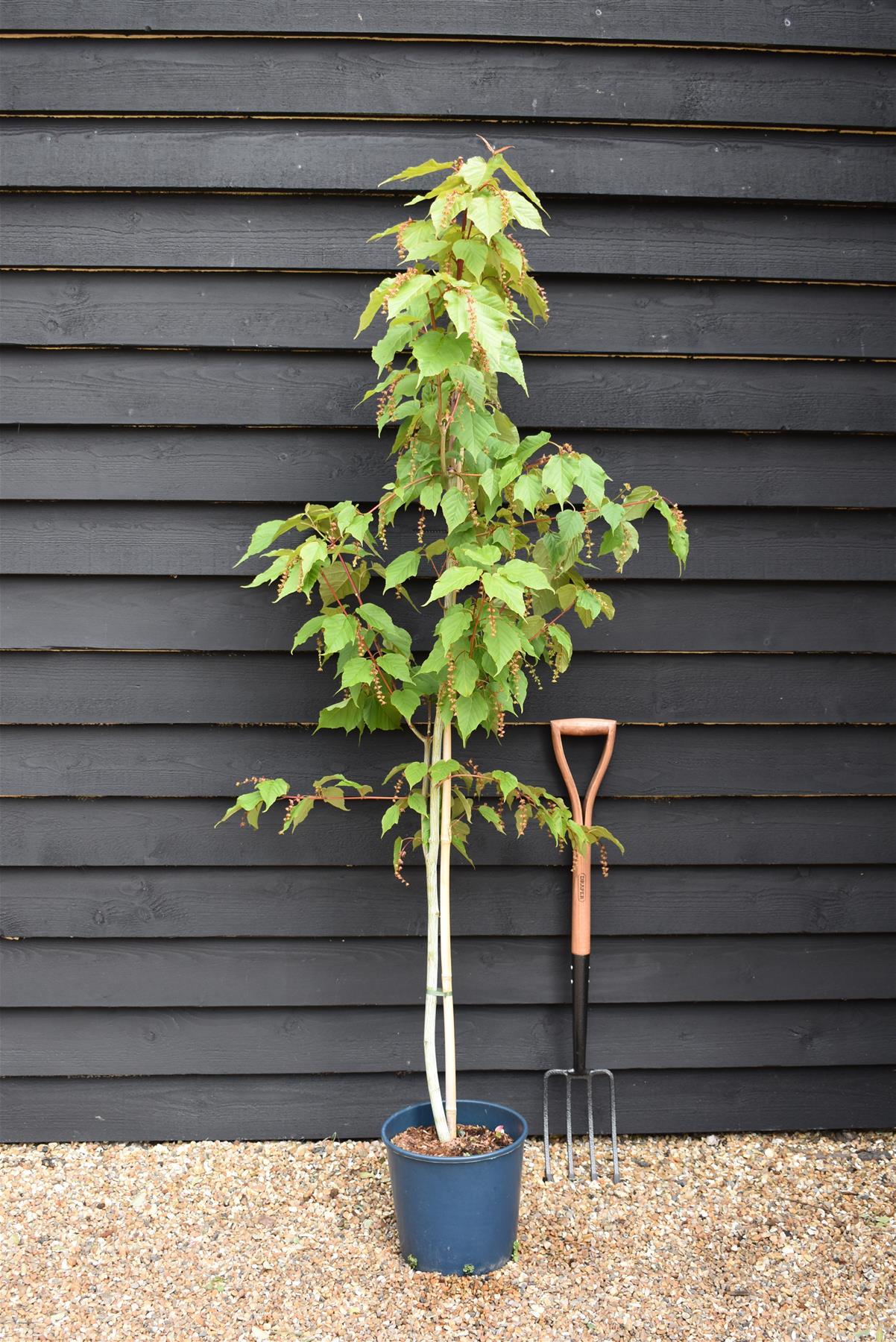 Acer davidii Viper | Snake Bark Maple - 120-150cm, 10lt