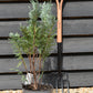 Chamaecyparis lawsoniana 'Pelt's Blue' | Lawson's cypress 'Pelt's Blue' - Height 70-80cm - 5lt