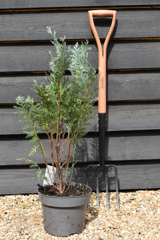 Chamaecyparis lawsoniana 'Pelt's Blue' | Lawson's cypress 'Pelt's Blue' - Height 70-80cm - 5lt