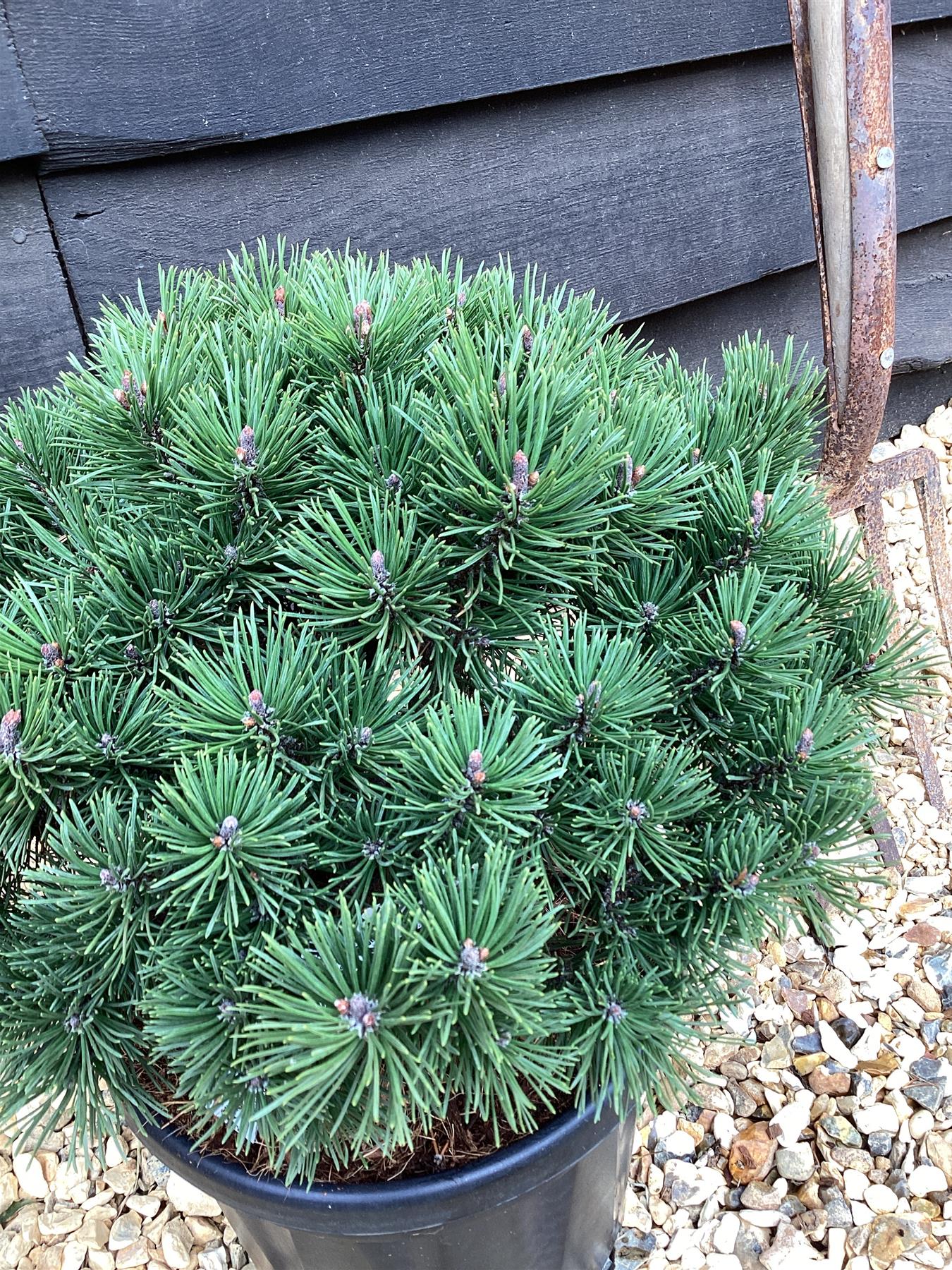 Pinus mugo 'Mops' | Dwarf mountain pine 'Winter Gold' - 45-55cm - 10lt