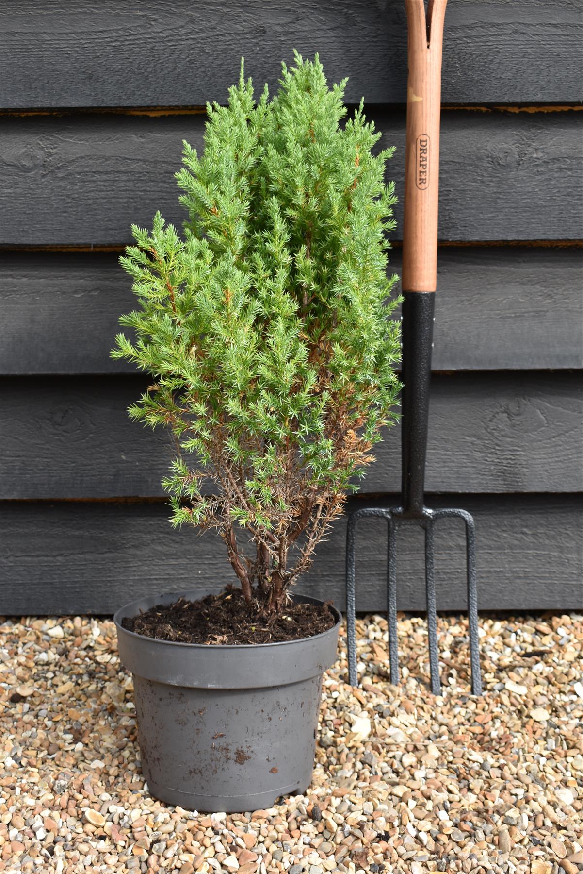 Juniperus chinensis 'Stricta' - Height 60-70cm -5lt