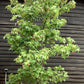 Liquidambar styraciflua | Sweet Gum Tree - 380-400cm, 150lt