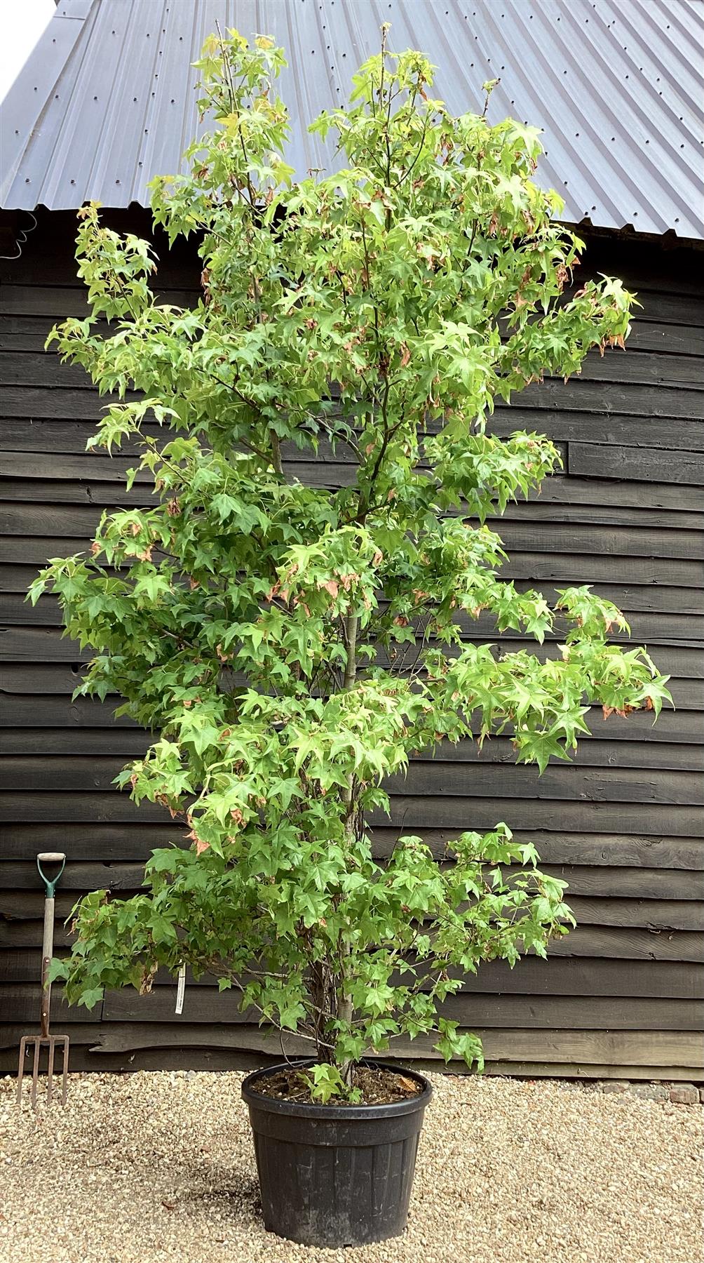 Liquidambar styraciflua | Sweet Gum Tree - 380-400cm, 150lt