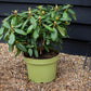 Rhododendron 'Virginia Richards' - Shrub - Height 30-40cm - 10lt