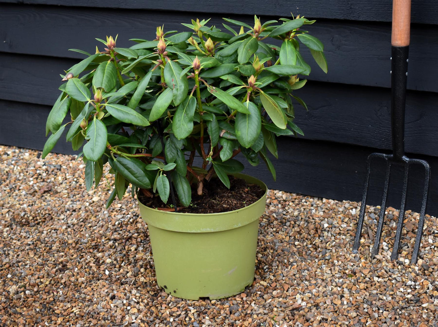 Rhododendron 'Virginia Richards' - Shrub - Height 30-40cm - 10lt