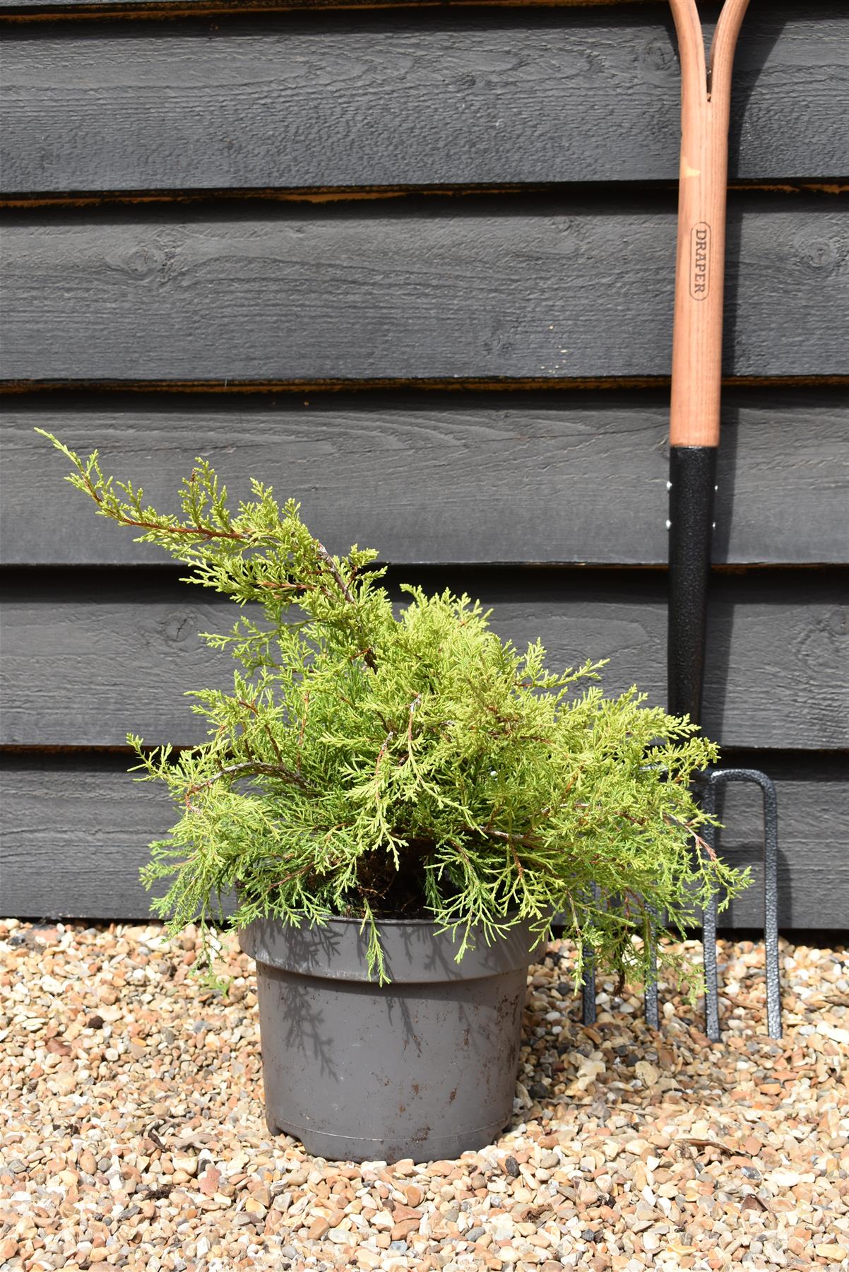 Juniperus x media 'Old Gold' - Width 30-40cm - Height 15-25cm - 5lt