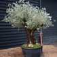 Olive Tree | Olea Europea - Specimen - Straight triple branch gnarly - Trunk height 80cm - Height 180cm - Girth 120cm - 240lt