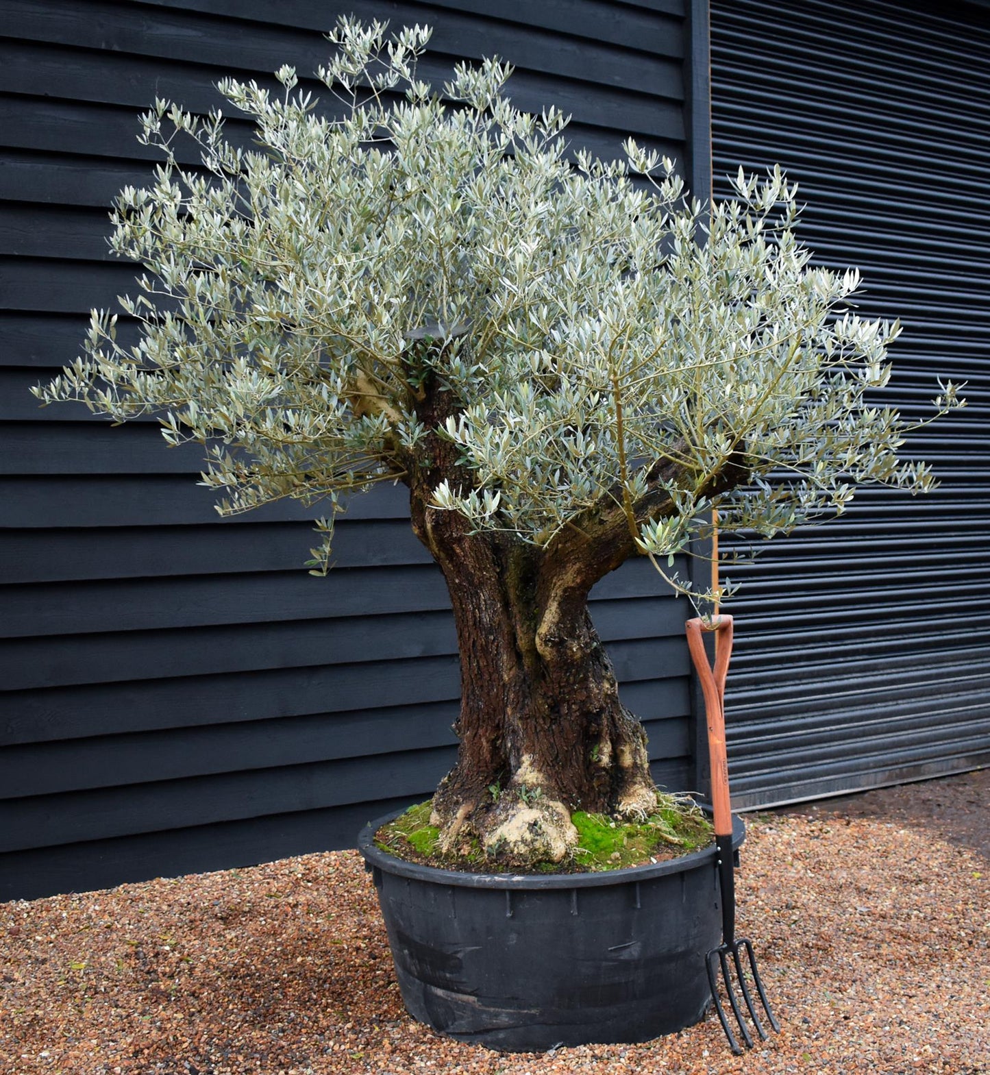 Olive Tree | Olea Europea - Specimen - Straight triple branch gnarly - Trunk height 80cm - Height 180cm - Girth 120cm - 240lt