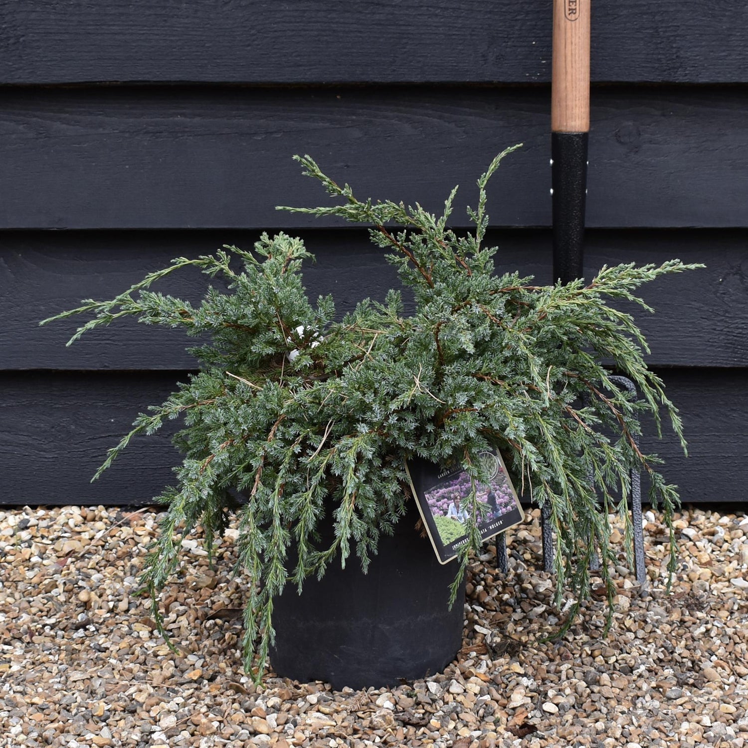 Holger Flaky Juniper | Juniperus squamata 'Holger' - Height 30-40cm - Width 30cm - 8lt