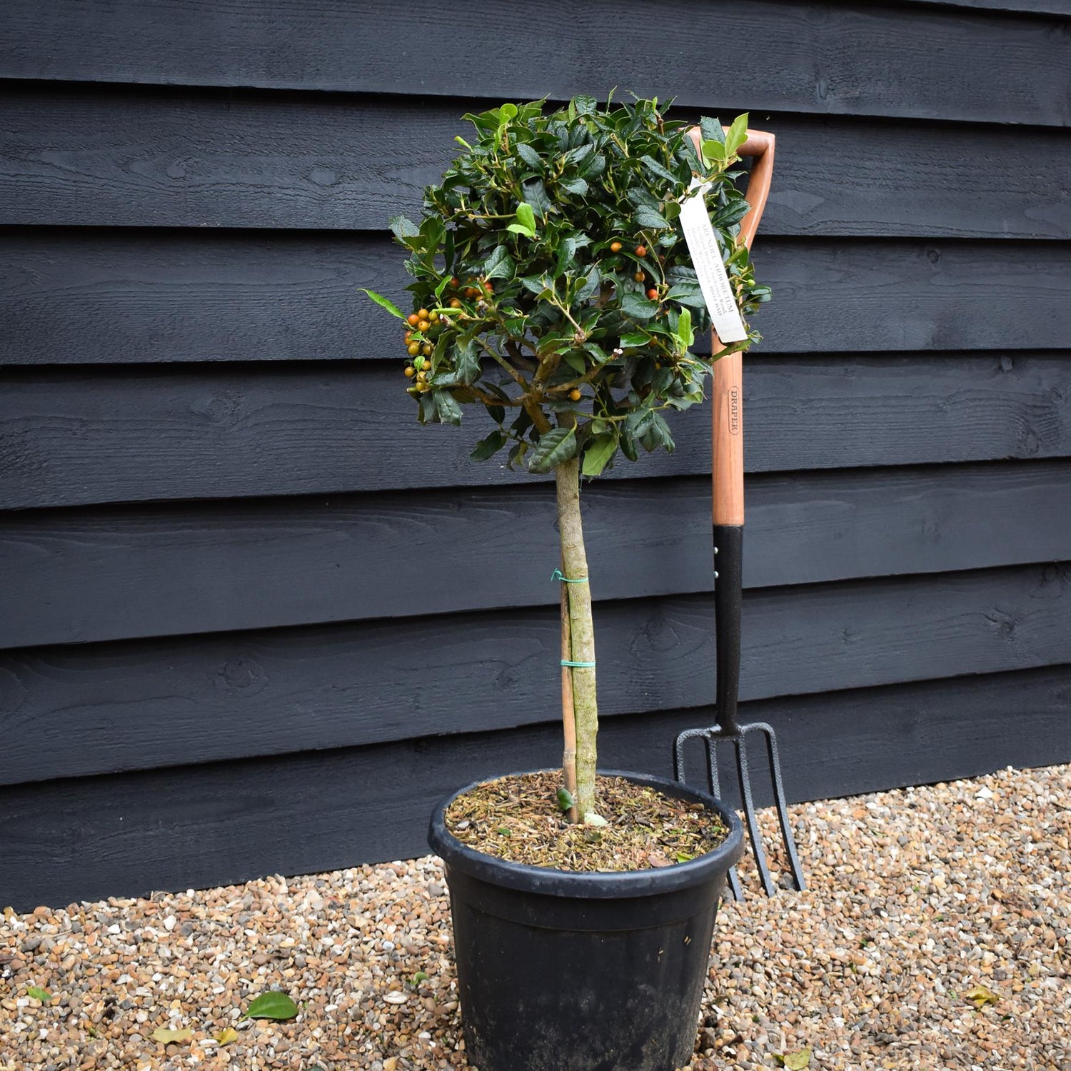 Holly | Ilex 'Nellie R. Stevens' - Clear Stem 40cm - Height 80-100cm - 15lt