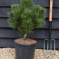 Pinus heldreichii 'Compact Gem' | Bosnian pine - Height 60cm - Width 40cm - 15lt